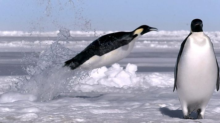 Grandes documentales - Tecnología animal: Pingüinos