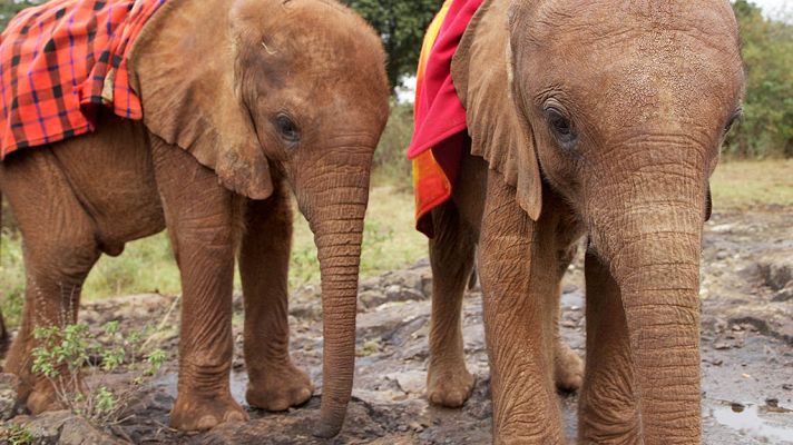 Otros documentales - Esta vida salvaje, capítulo 4