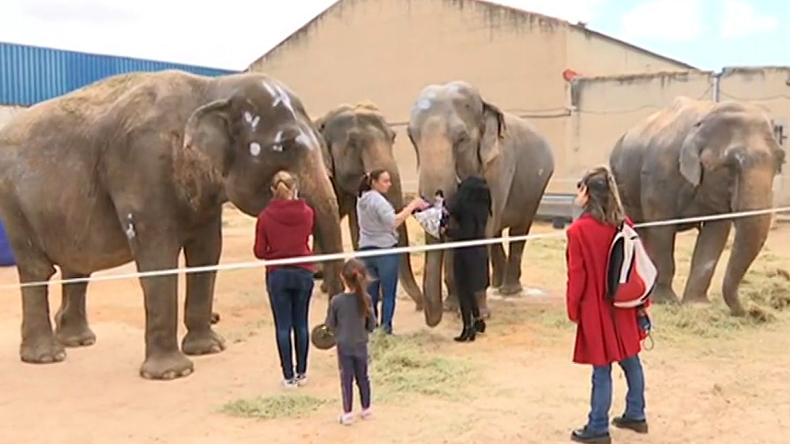 Animalistas cuestionan las condiciones de transporte de los elefantes heridos en un accidente en la A-30