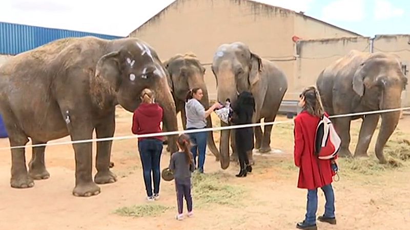 Animalistas cuestionan las condiciones de transporte de los elefantes heridos en un accidente en la A-30