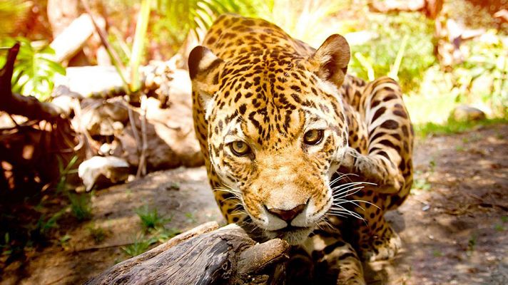 Grandes documentales - Tecnología animal: Grandes felinos