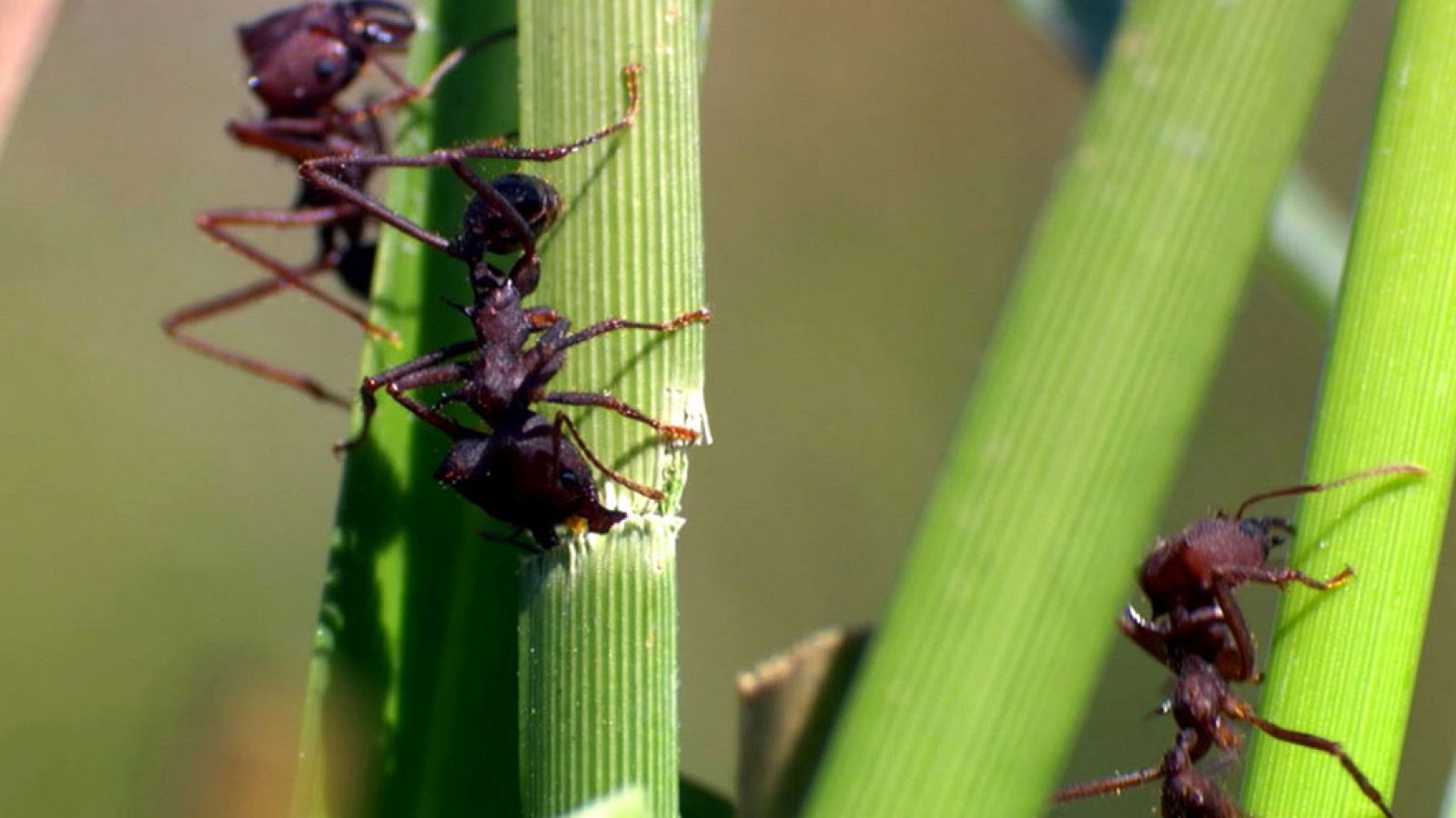 Grandes documentales - Tecnología animal: Hormigas - ver ahora
