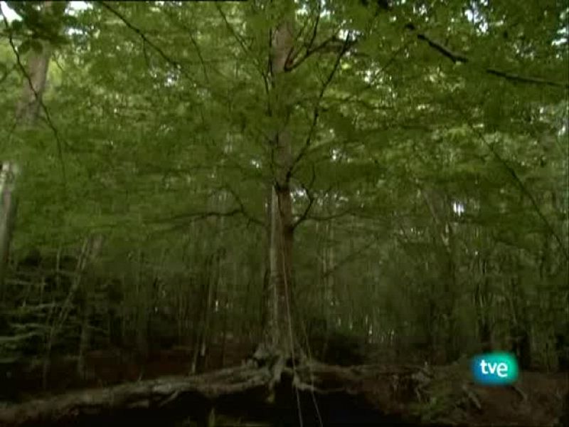 Metrópolis - Premios Metrópolis - ZEMOS98 2009 - Metrópolis | Ver