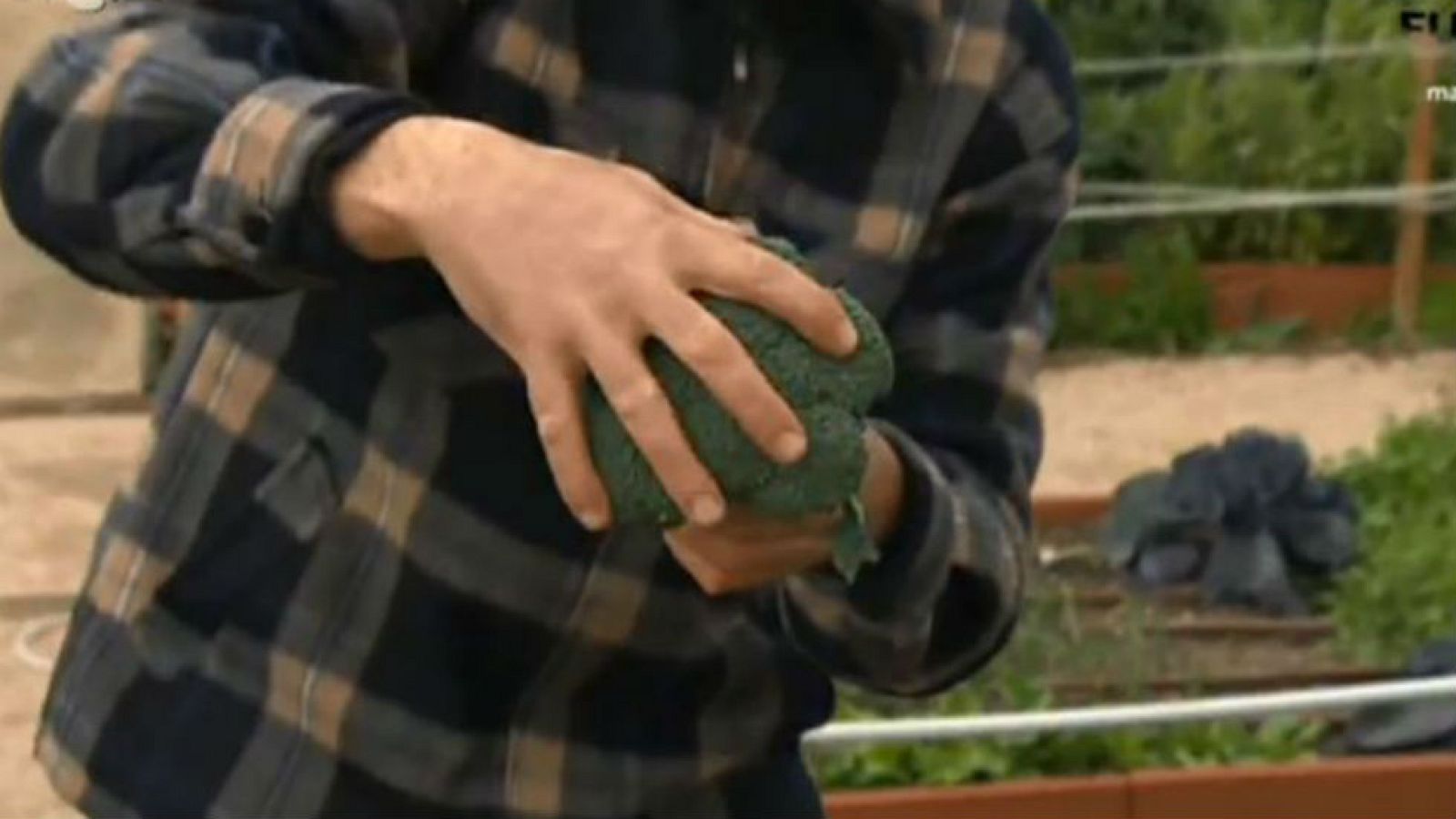 ¡Brócoli en la huerta!