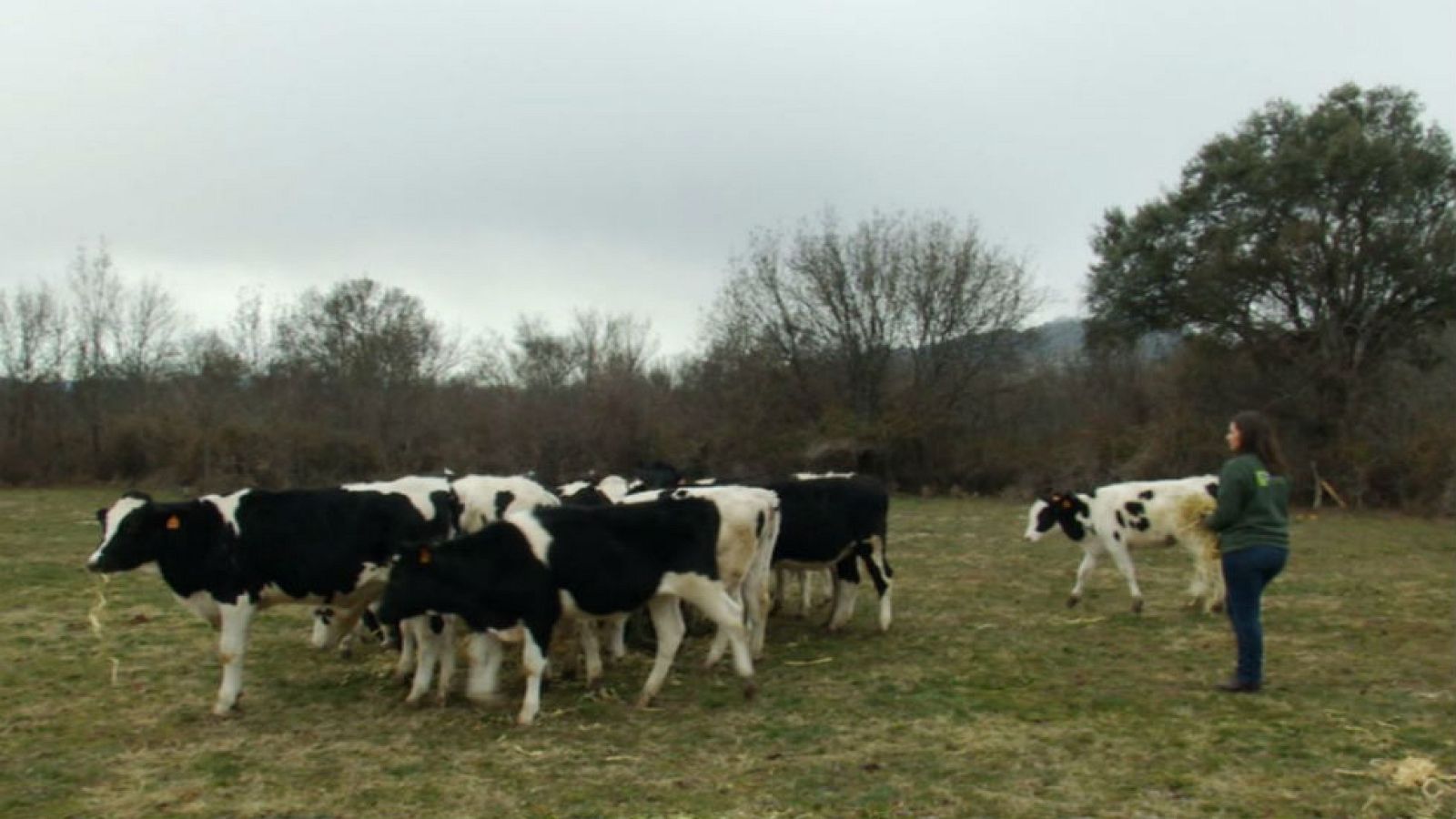Tengo una vaca lechera...