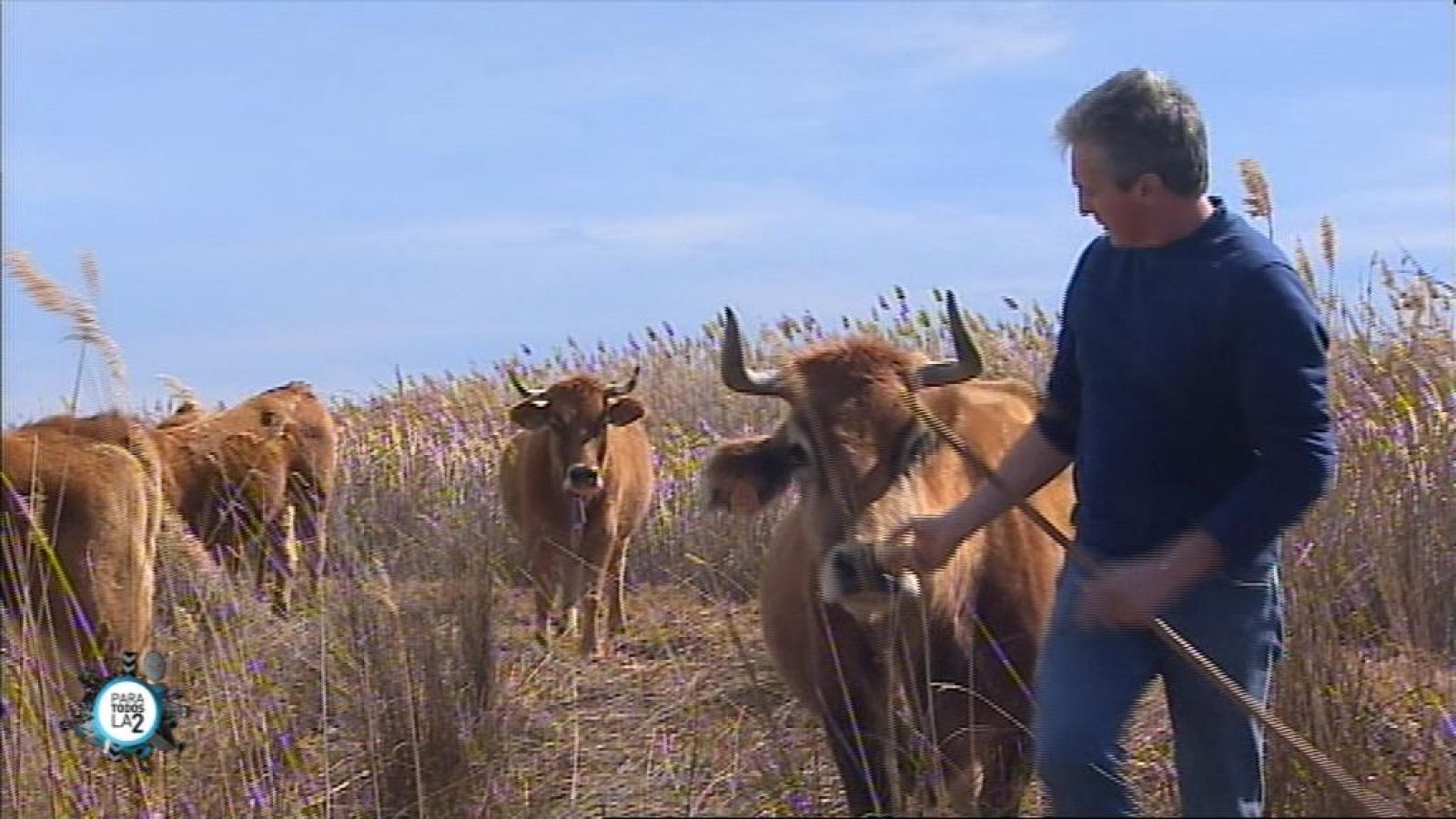 Para todos La 2 -  Recuperar una actividad tan tradicional como la trashumancia