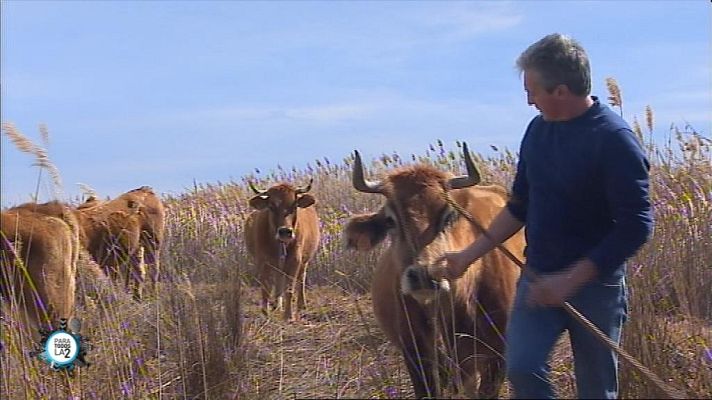 Para todos La 2 - Recuperar una actividad tan tradicional como la trashumancia