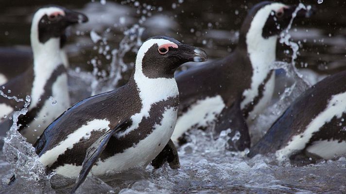 Grandes documentales - El Chaplin africano