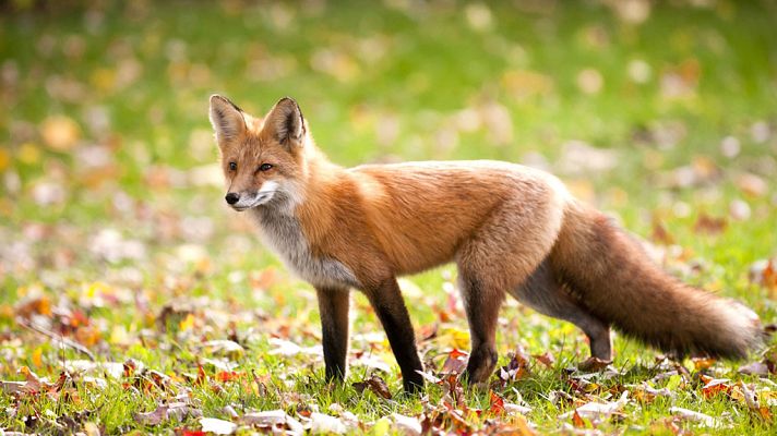 Grandes documentales - Tecnología animal: Zorros