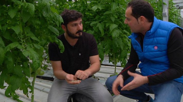 Aquí la Tierra - Tomate de siempre, cultivo de ahora