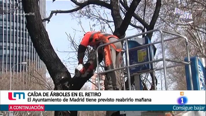 La mañana - Tala de árboles en Madrid