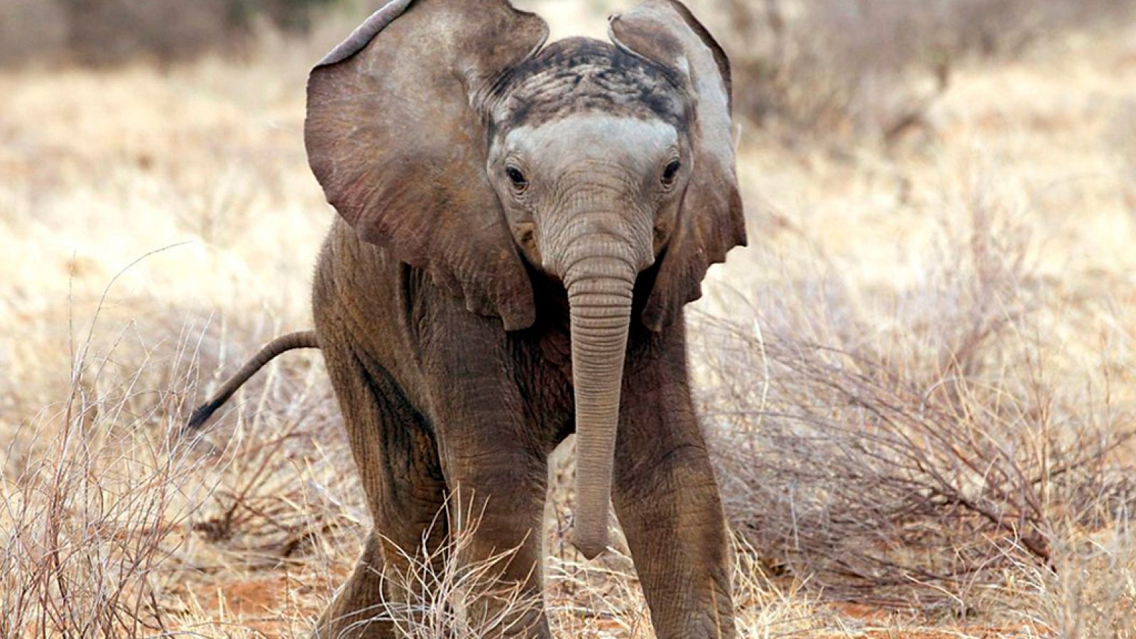 Otros documentales - Esta vida salvaje, capítulo 9 - ver ahora