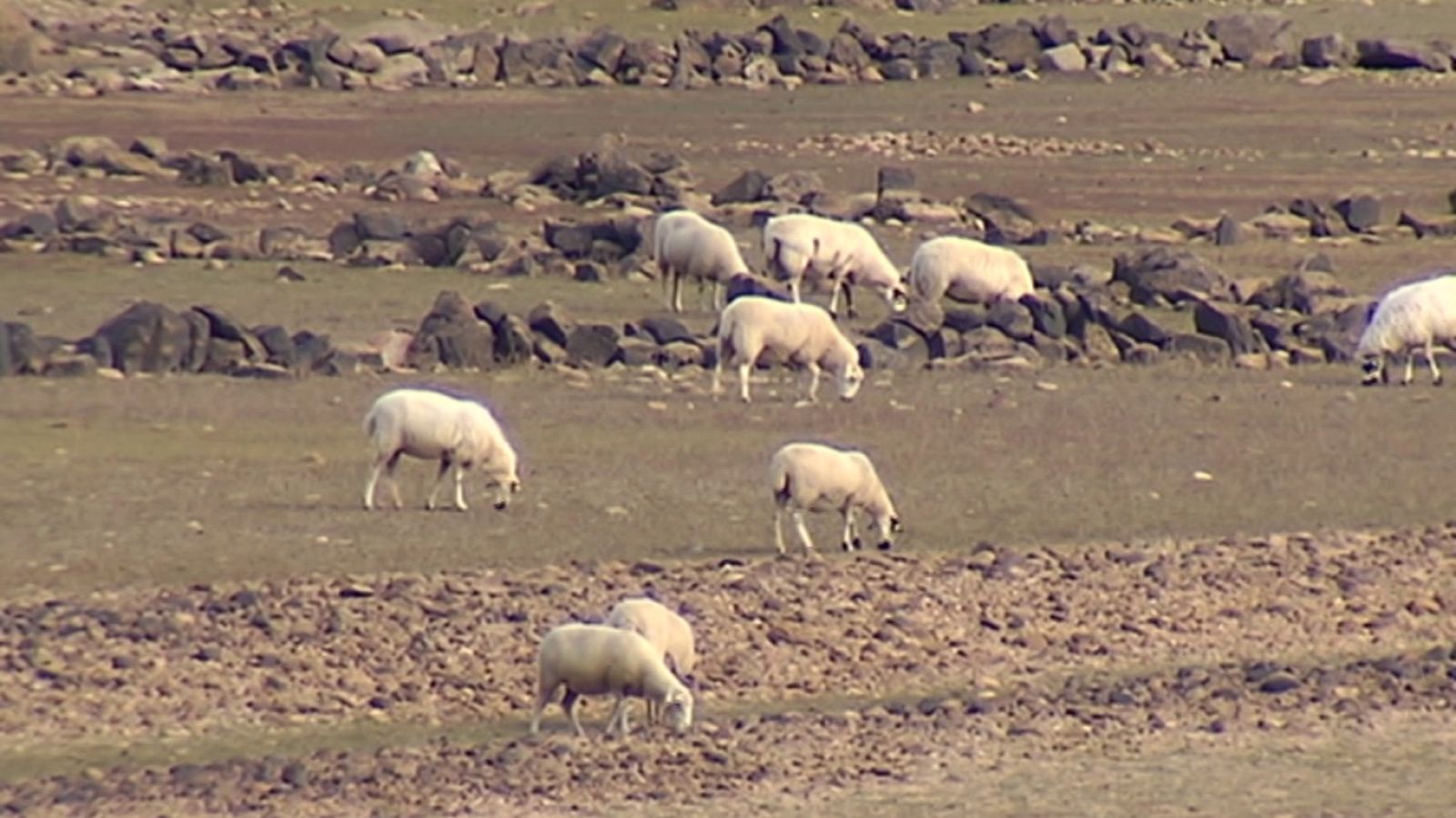 Agrosfera - 07/04/18 - ver ahora