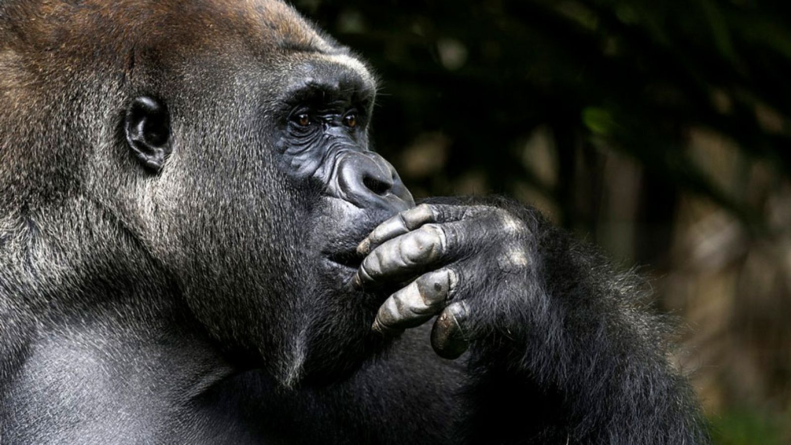 Grandes documentales - Tecnología animal: Grandes simios - ver ahora