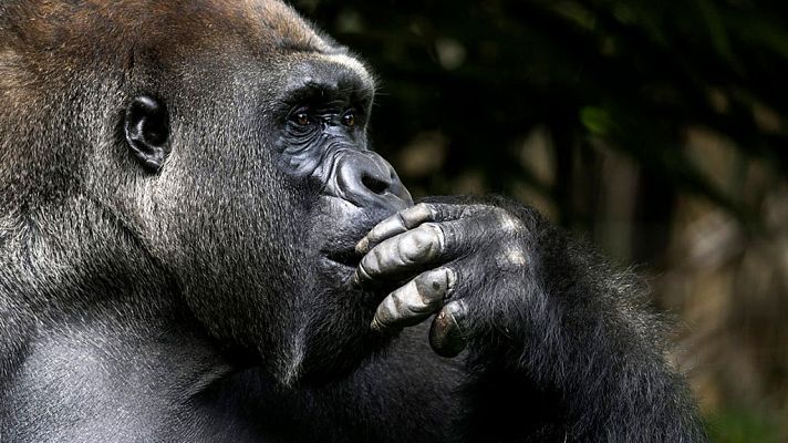 Grandes documentales - Tecnología animal: Grandes simios