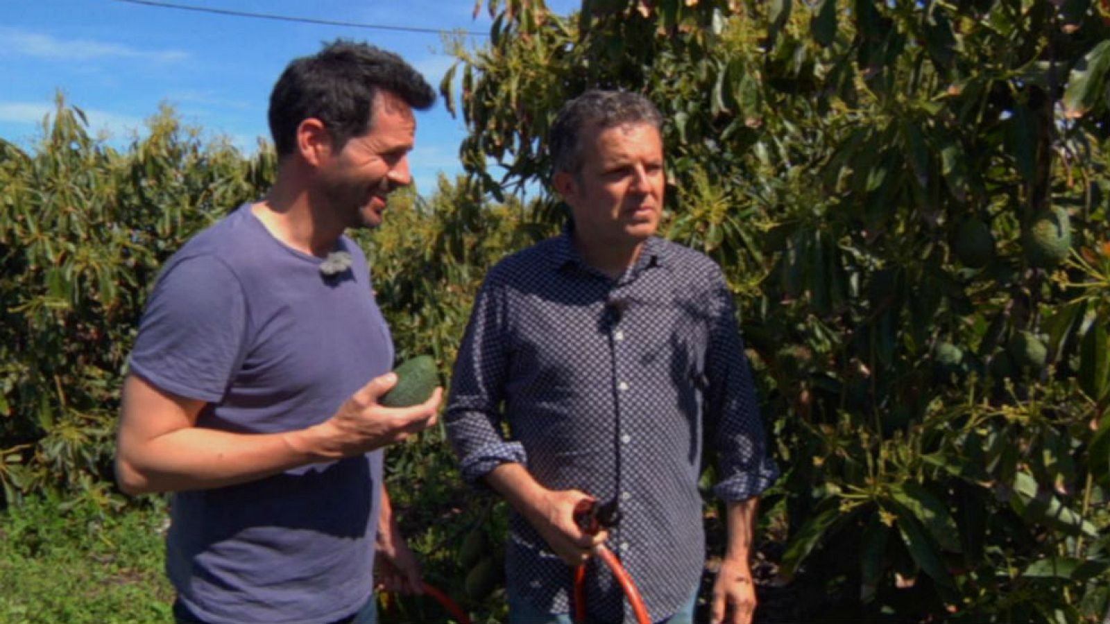 Al rico aguacate canario