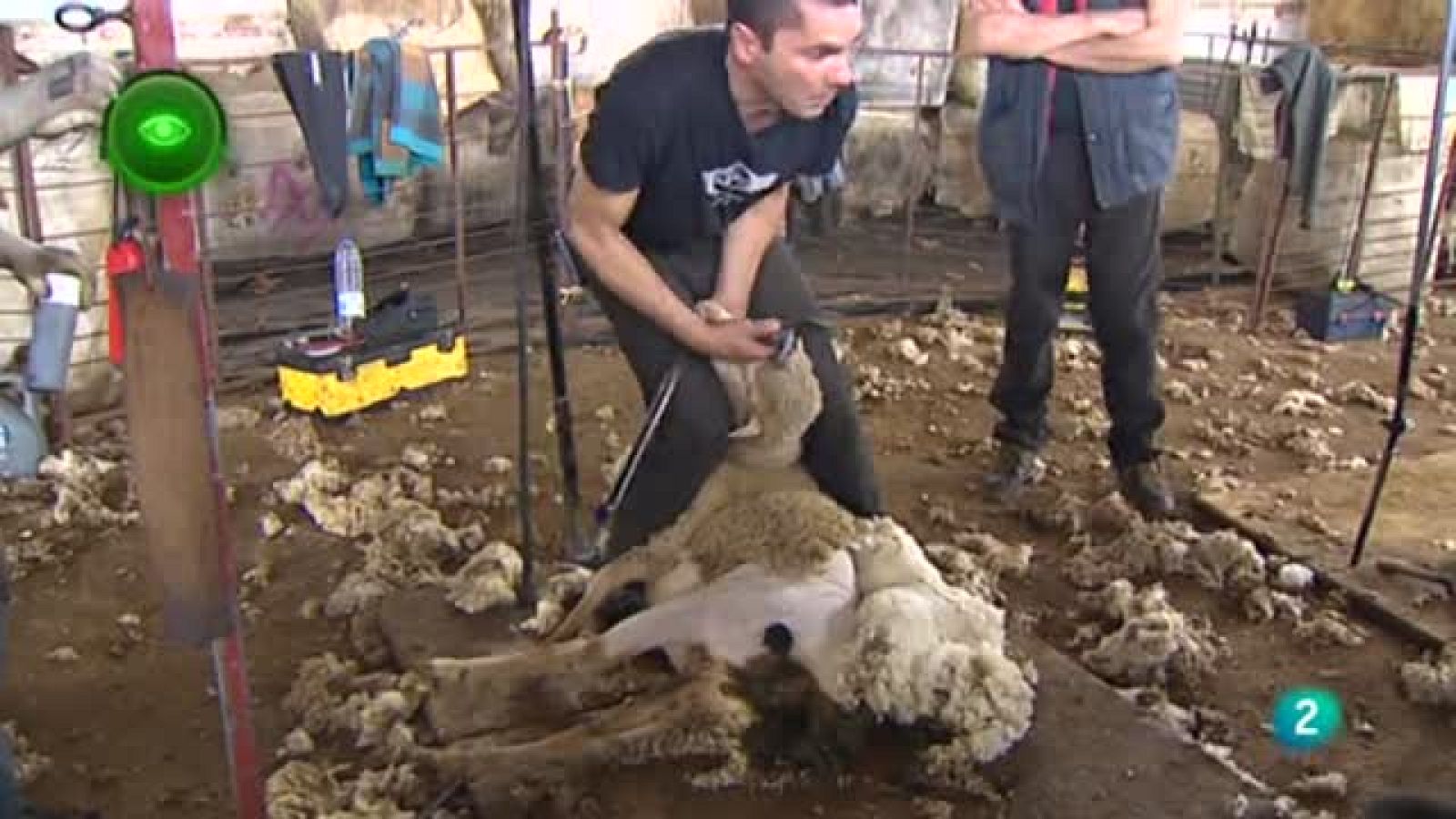 Primer Plano esquileo