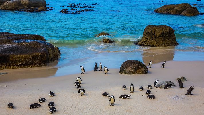 Grandes documentales - Sudáfrica: Tierra de gigantes