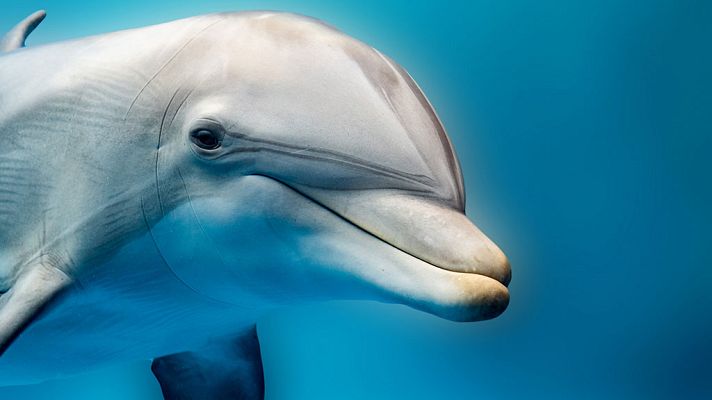 Grandes documentales - Tecnología animal: Delfines