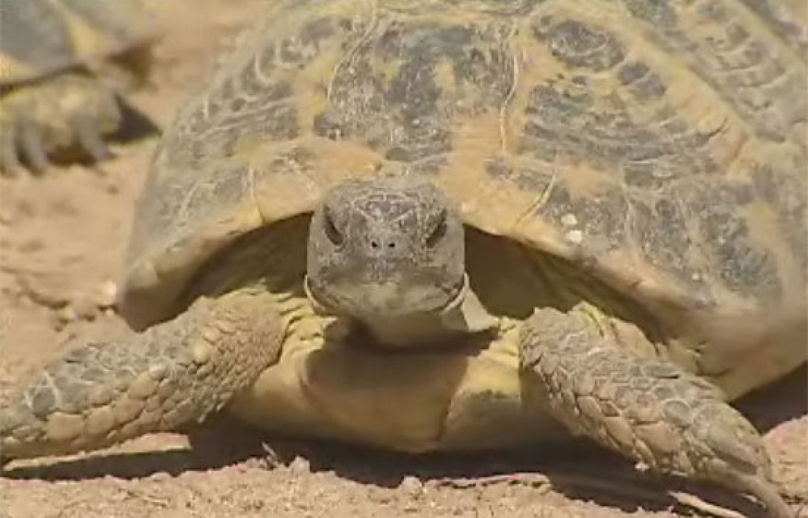 En un pueblo de Tarragona surge una iniciativa para salvar a la tortuga mediterránea - Ciencia y tecnología en Rtve.es | Ver