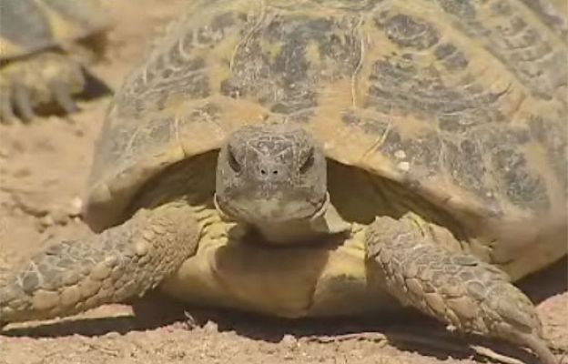 Ciencia y tecnología en Rtve.es - Salvar a la tortuga mediterránea