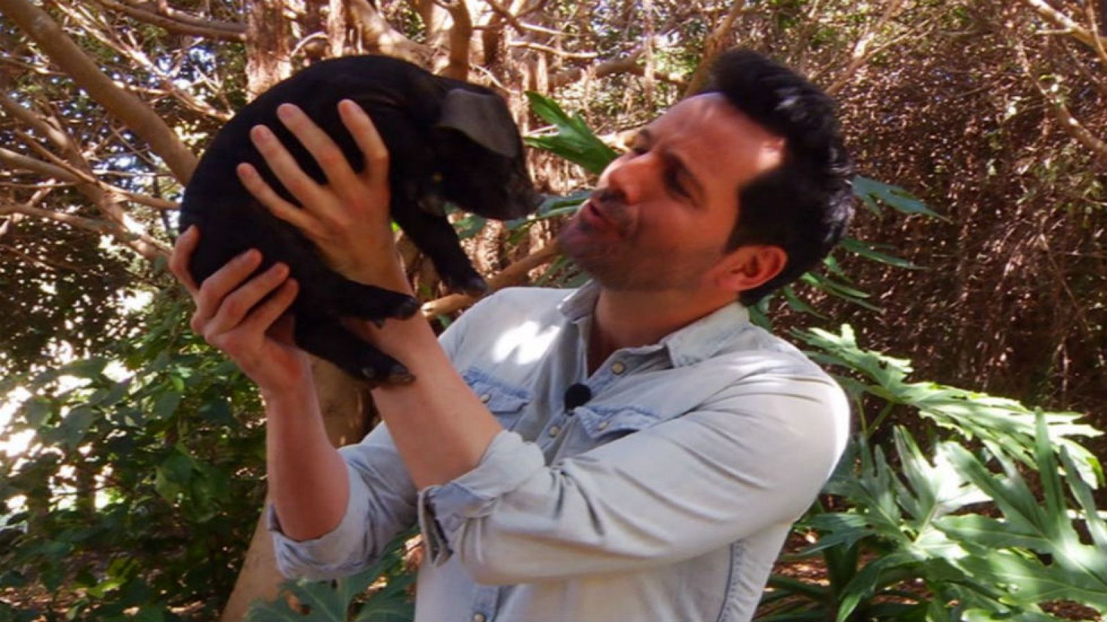 El cochino negro canario