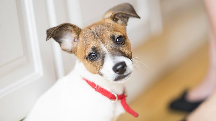 Documenta2 - El maravilloso mundo de los cachorros: episodio 4