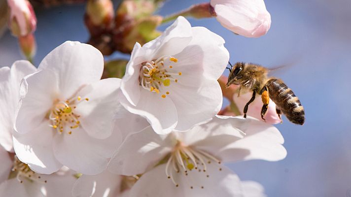El tiempo - Ascenso de temperaturas en interior peninsular y Cantábrico oriental