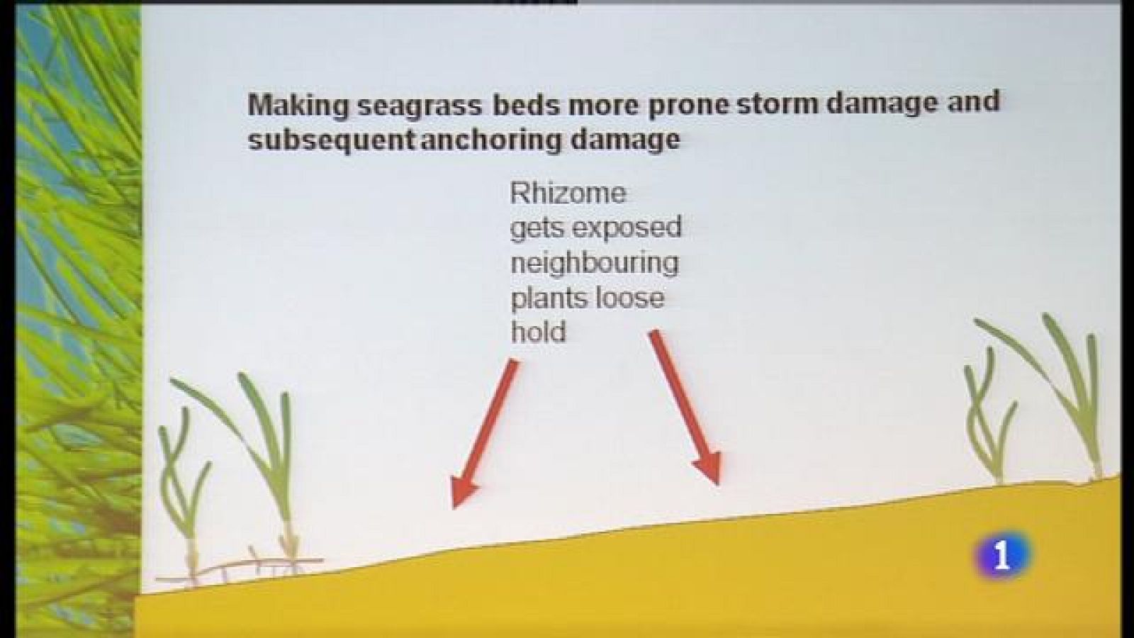 Mesures per protegir la posidònia
