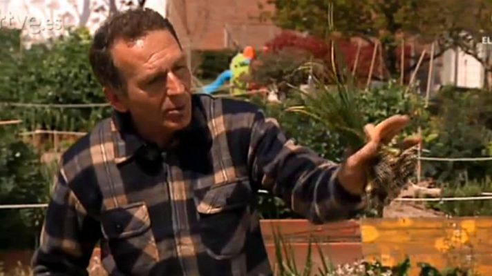 Aquí la Tierra - El cultivo de calçots