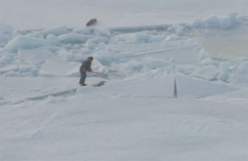 Prosigue la matanza de focas en Canadá - Ciencia y tecnología en Rtve.es | Ver