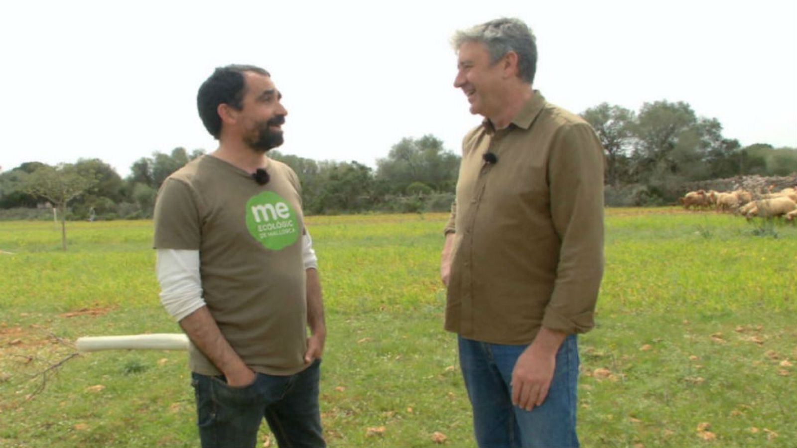 Arangüena  y las ovejas rojas de Mallorca