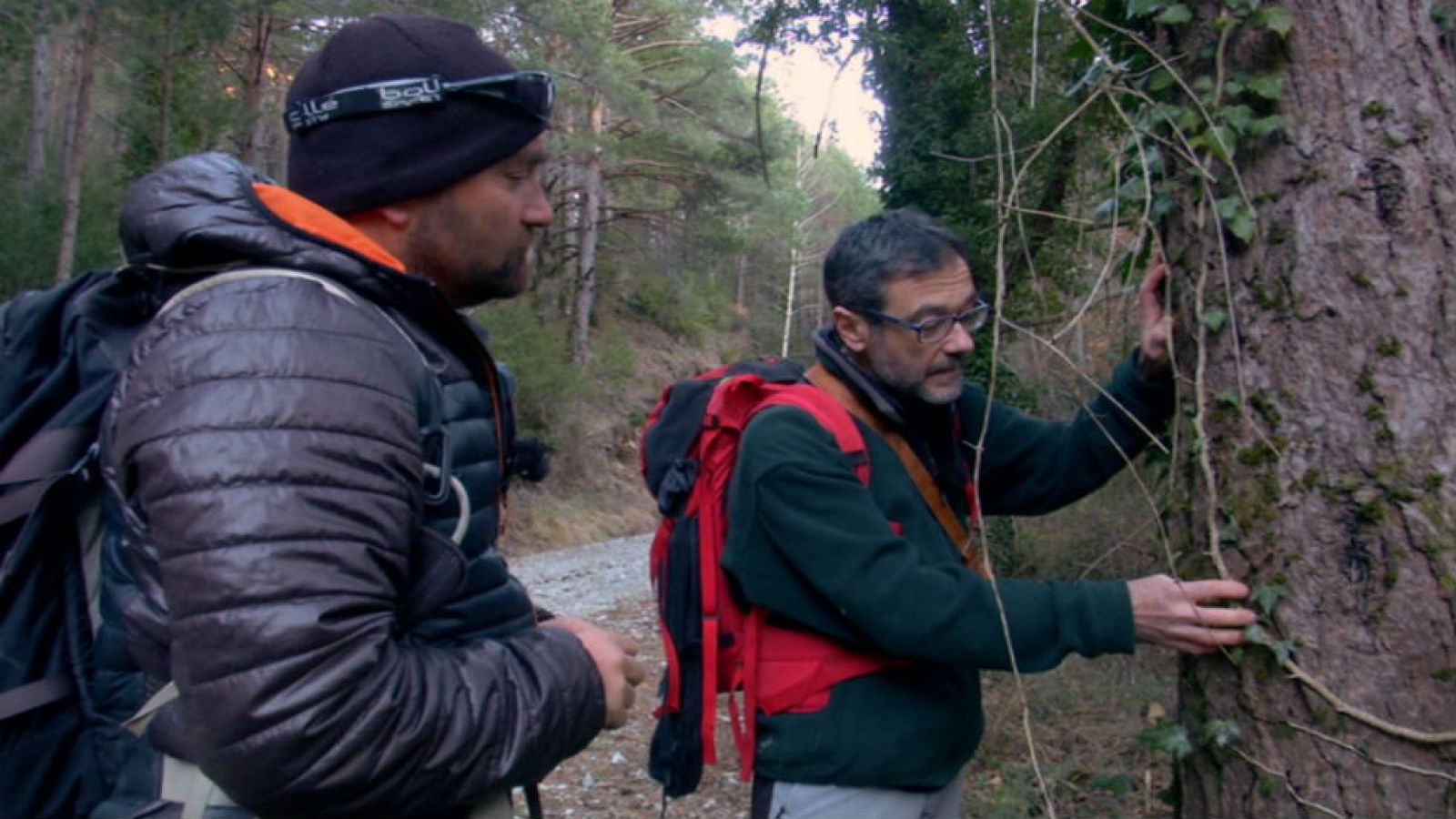 Las plantas silvestres del Pirineo