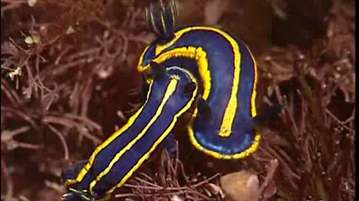 La España sumergida - Hondarribia