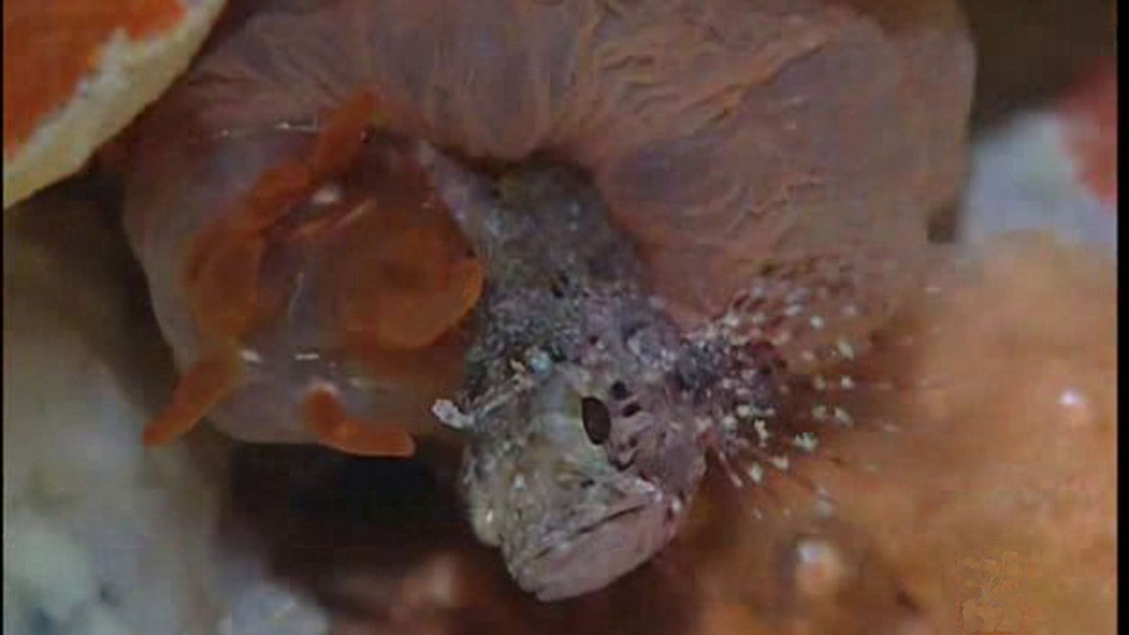 La España sumergida - Tenerife sur - Ver ahora