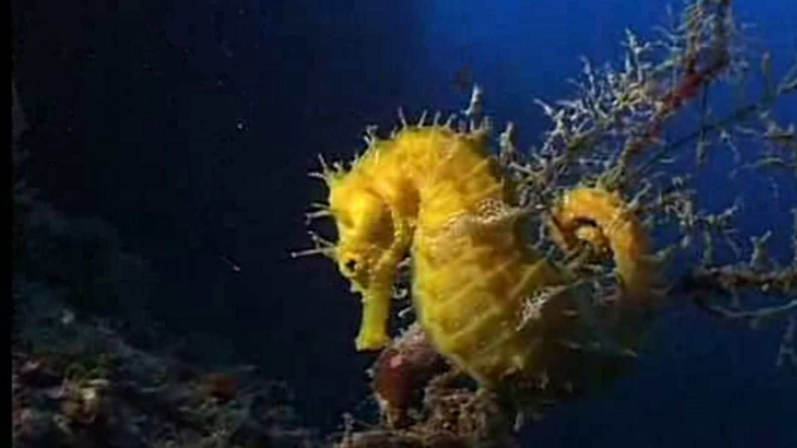 La España sumergida - Mar de Alborán - Ver ahora