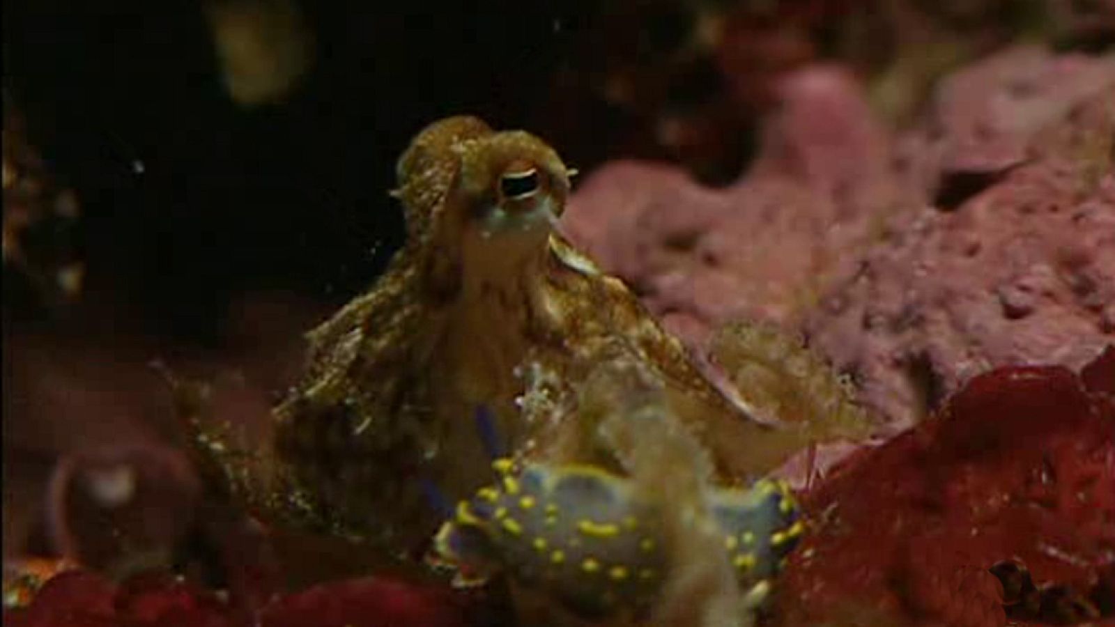 La España sumergida - Cabo de Gata - Ver ahora