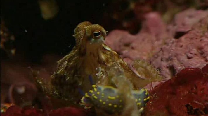 La España sumergida - Cabo de Gata