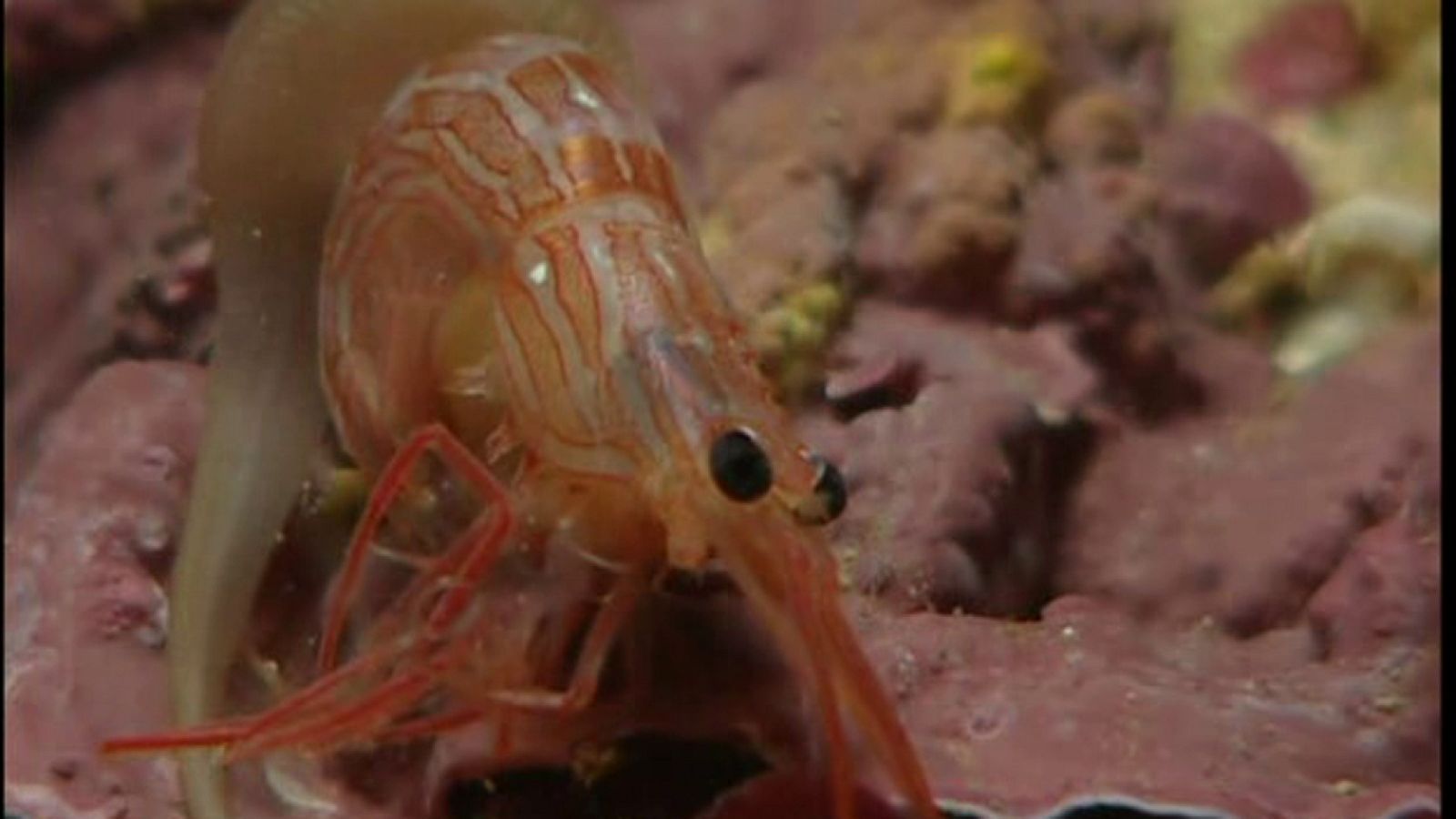 La España sumergida - Cabo de Palos - Ver ahora