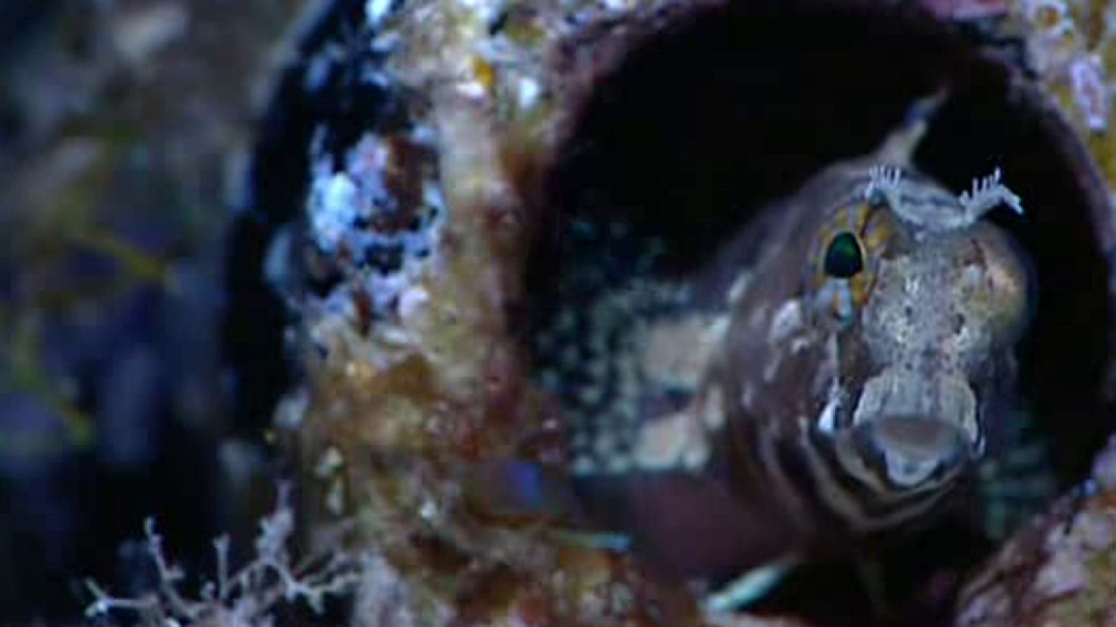 La España sumergida - Cabrera - Ver ahora