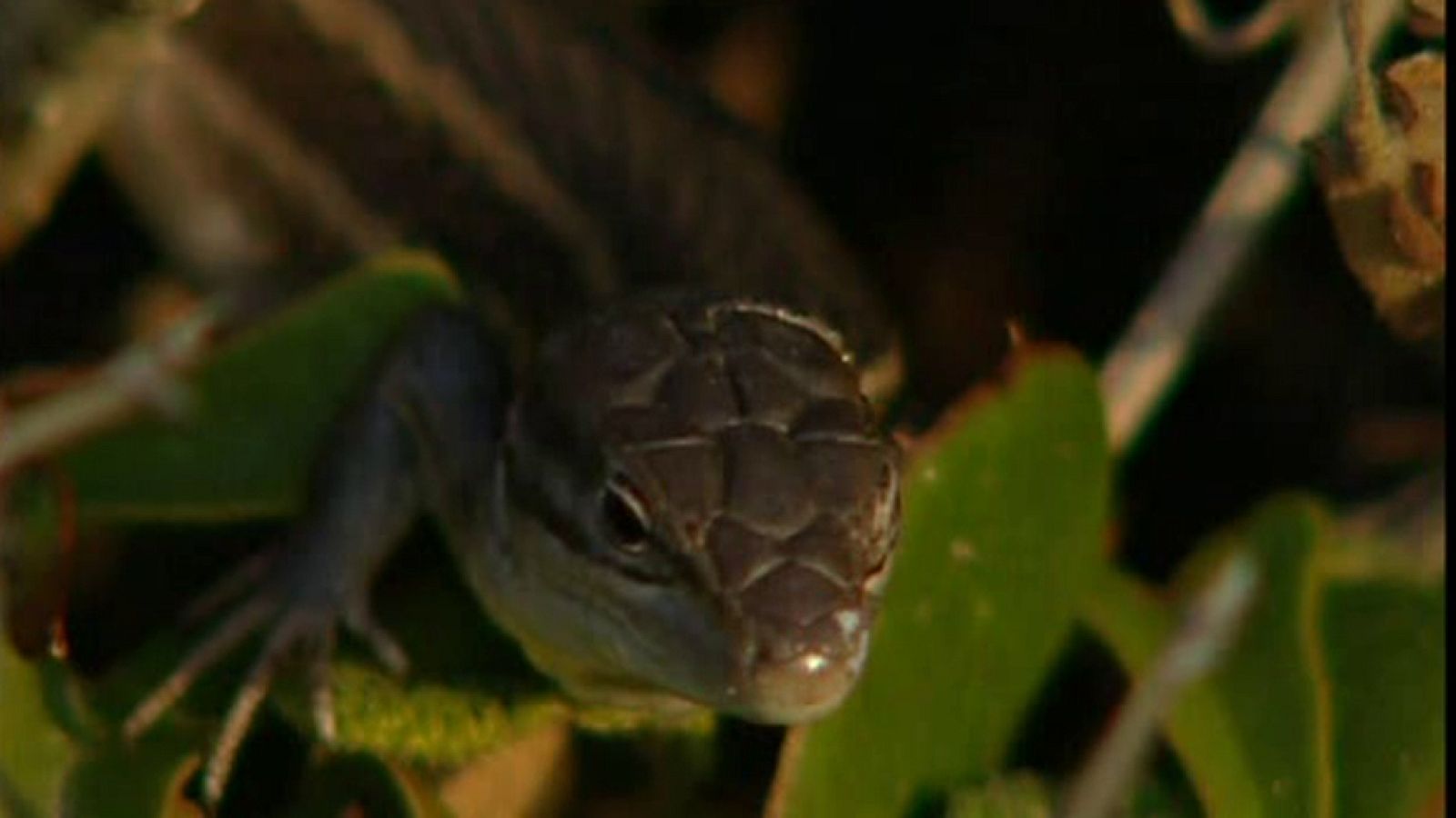 La España sumergida - Cabo de Creus - Ver ahora