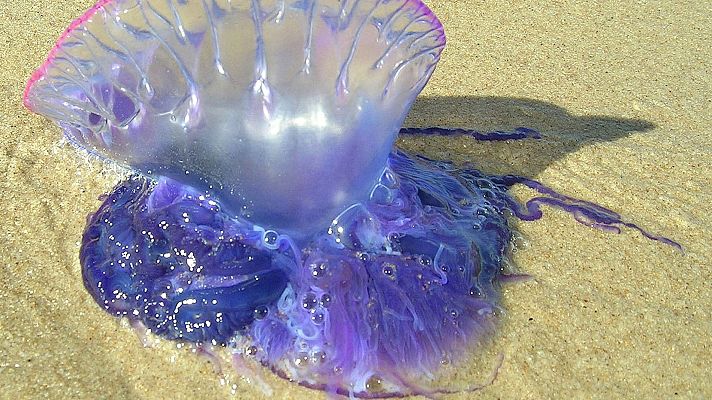 Telediario 1 - Inquietud en la costa mediterránea ante la aparición de la carabela portuguesa