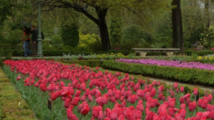 Aquí la Tierra - La leyenda de los tulipanes