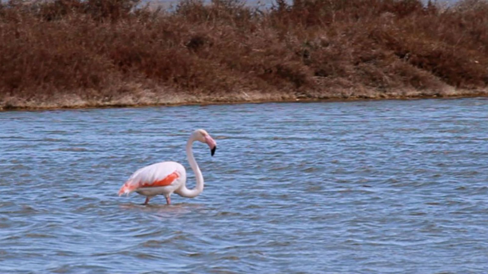 ¿Por qué los flamencos son rosas?