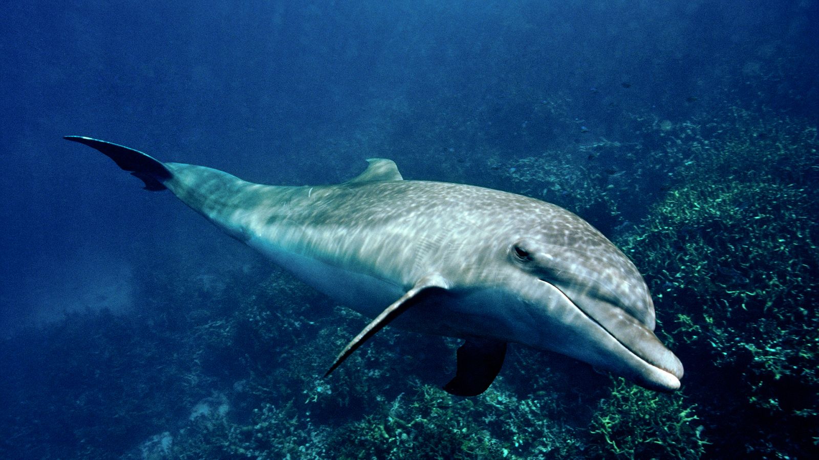Grandes documentales - Delfines. Un espía en la manada - Episodio 1 - ver ahora