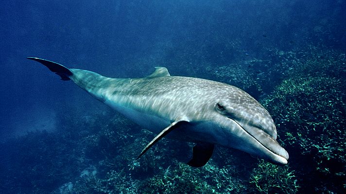 Grandes documentales - Delfines. Un espía en la manada - Episodio 1