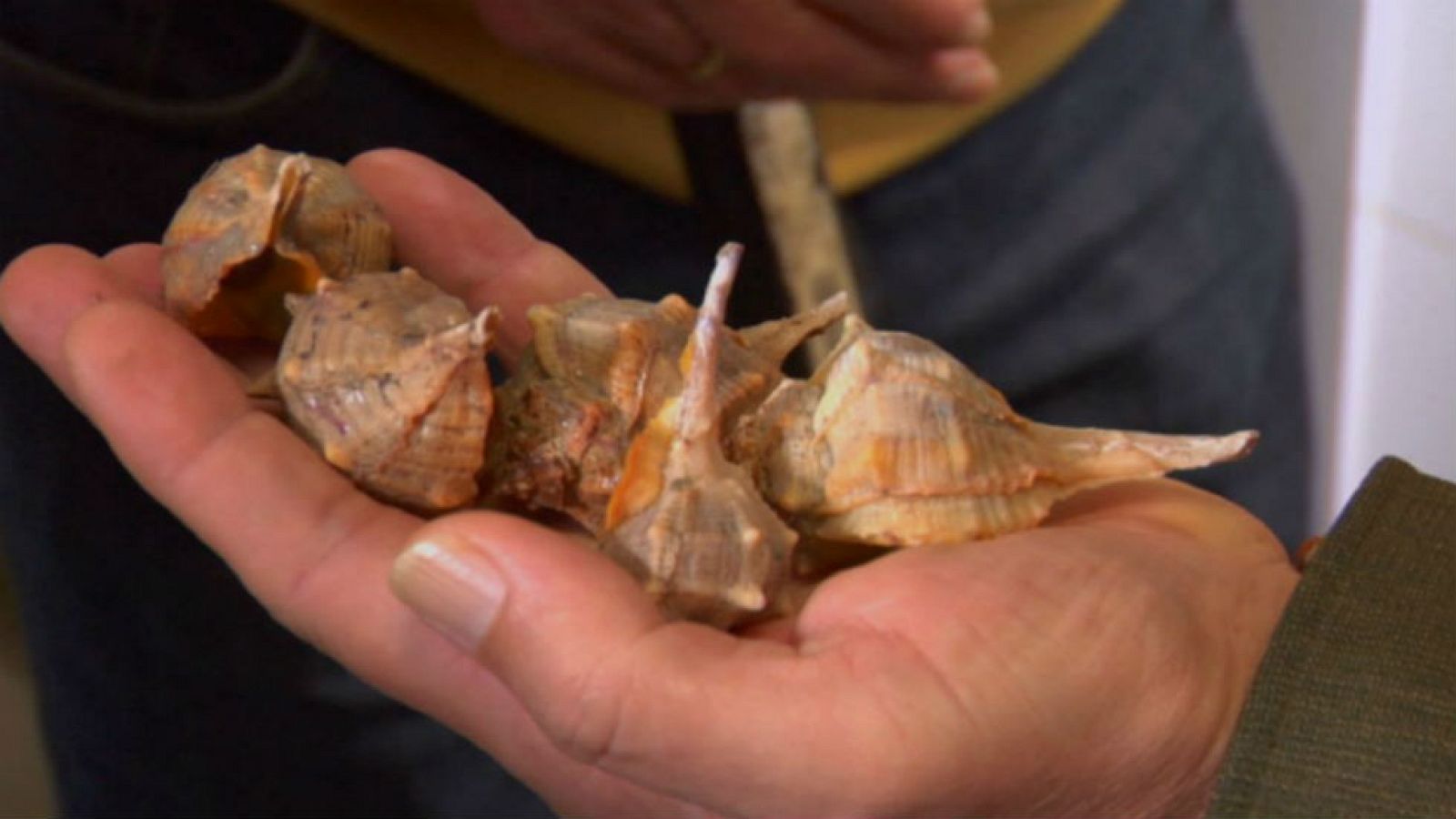 El sabor de una cañaílla