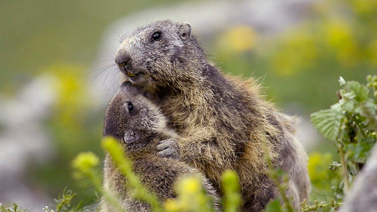 Grandes documentales - La Francia salvaje. Episodio 2 - ver ahora