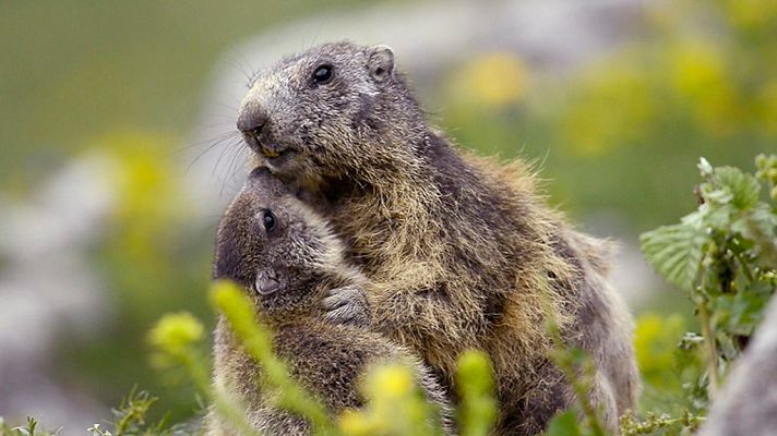 Grandes documentales - La Francia salvaje. Episodio 2