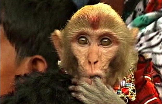  - ¡Vivan los novios!